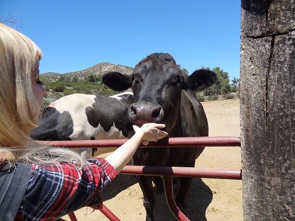 Visiting Animal Acres | A Vegan in Progress